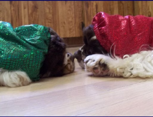 Candy Cockers Cocker Spaniel